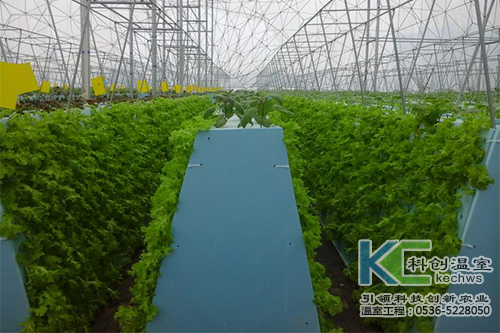 無土栽培，無土栽培技術，無土栽培設備