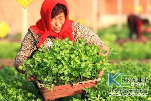 無土栽培，無土栽培技術，無土栽培設備