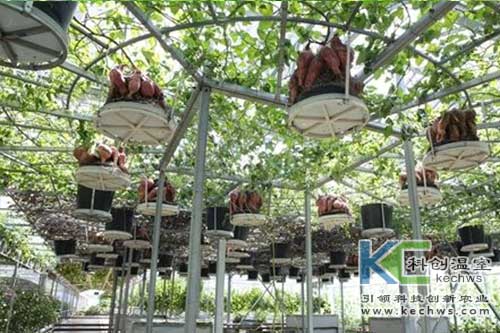 無土栽培，無土栽培技術，無土栽培設備