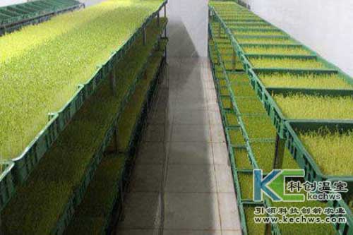 無土栽培，無土栽培技術(shù)，無土栽培設(shè)備