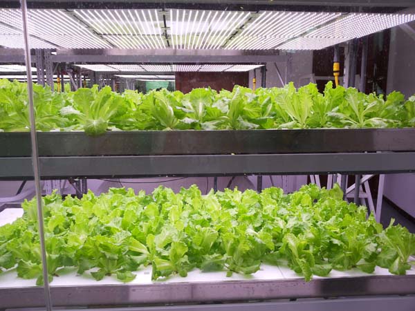 無土栽培，無土栽培技術，無土栽培設備