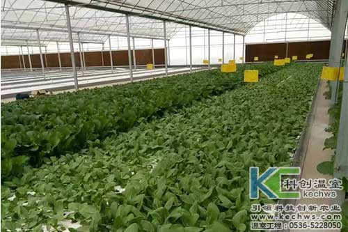無(wú)土栽培，無(wú)土栽培技術(shù)，無(wú)土栽培設(shè)備