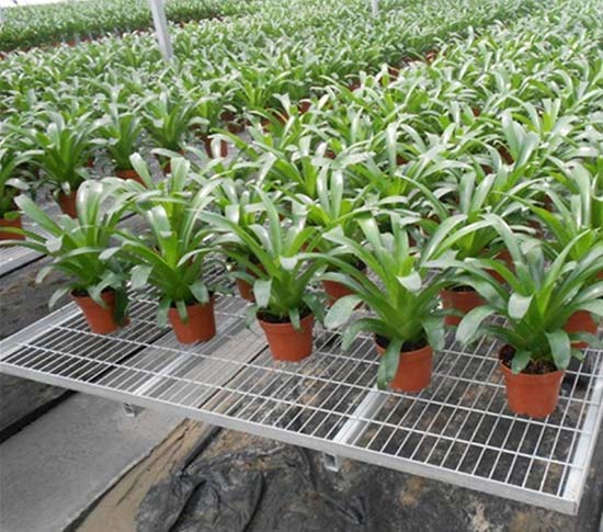 無土栽培,無土栽培技術(shù),無土栽培設(shè)備