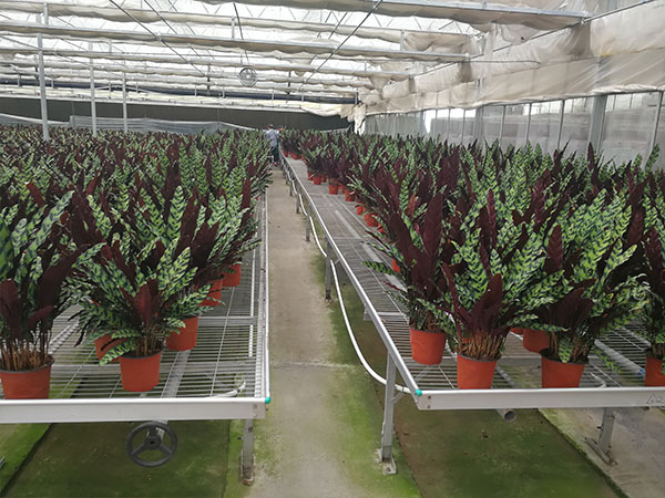 無土栽培,無土栽培技術(shù),無土栽培設(shè)備