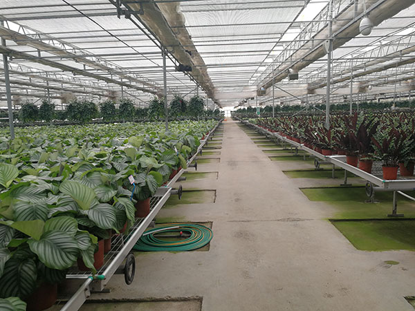 無土栽培，無土栽培技術(shù)，無土栽培設(shè)備