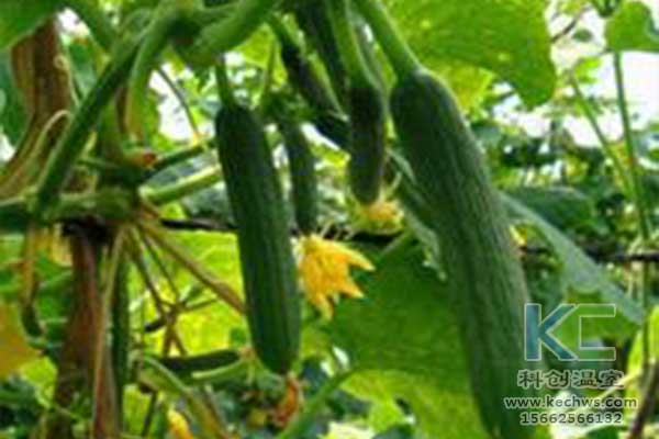 無土栽培，無土栽培技術，無土栽培設備