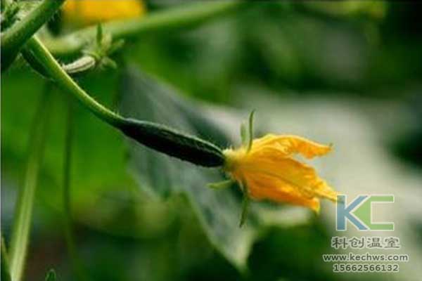 無土栽培，無土栽培技術，無土栽培設備