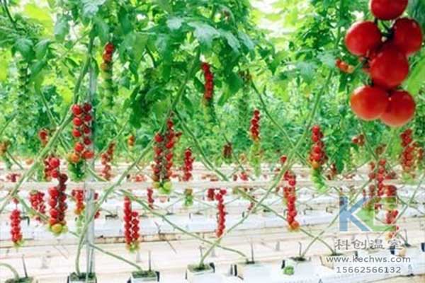 無土栽培，無土栽培技術(shù)，無土栽培設(shè)備