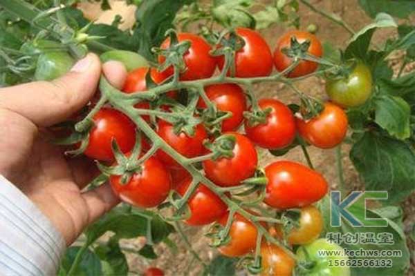 無土栽培，無土栽培技術(shù)，無土栽培設(shè)備