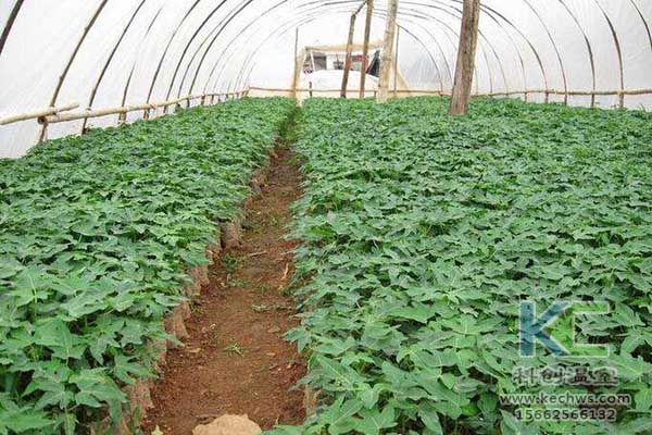 無土栽培，無土栽培技術，無土栽培設備