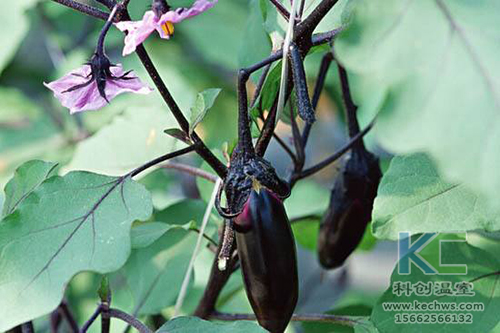 無土栽培，無土栽培技術(shù)，無土栽培設(shè)備