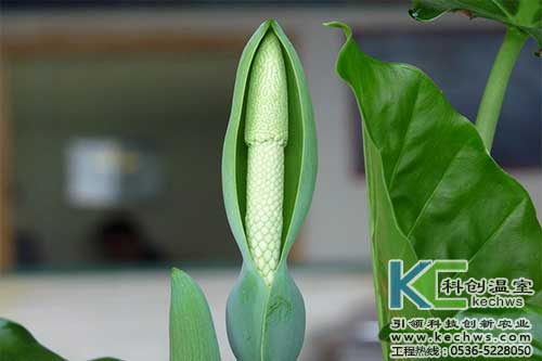 無土栽培，無土栽培技術，無土栽培設備