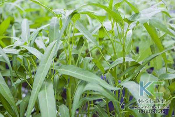 無土栽培，無土栽培技術(shù)，無土栽培設(shè)備