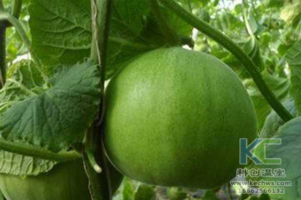 無土栽培，無土栽培技術，無土栽培設備