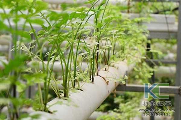 無土栽培，無土栽培技術，無土栽培設備