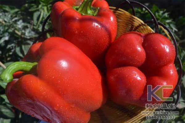 無土栽培，無土栽培技術