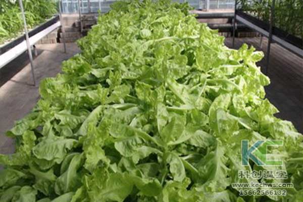 無(wú)土栽培，無(wú)土栽培技術(shù)