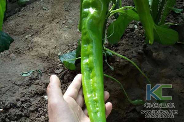 無土栽培，無土栽培基質(zhì)