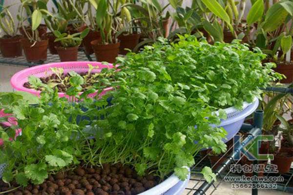 無土栽培，無土栽培技術(shù)