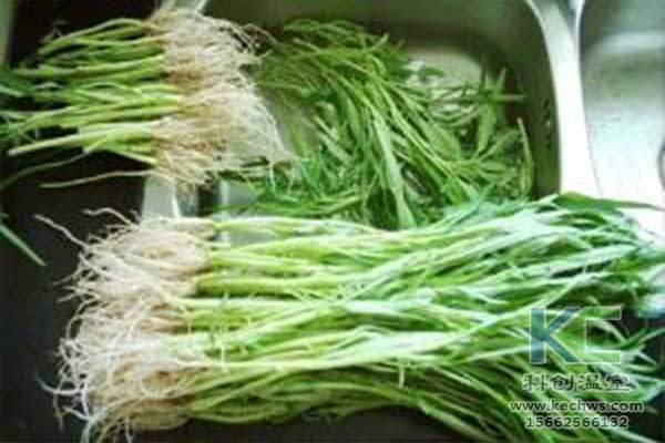 無土栽培，無土栽培技術(shù)