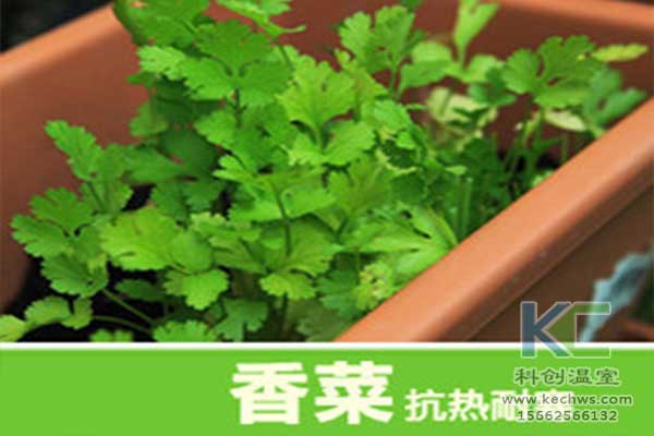 無(wú)土栽培，無(wú)土栽培技術(shù)，無(wú)土栽培設(shè)備