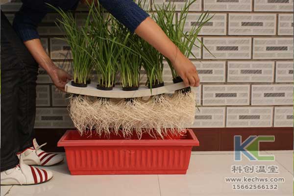 無土栽培，無土栽培技術(shù)，無土栽培設(shè)備