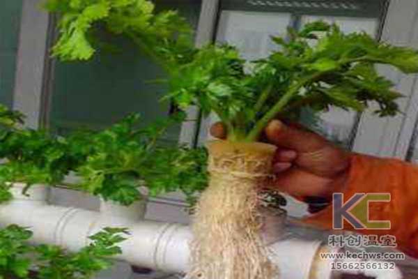 無(wú)土栽培，無(wú)土栽培技術(shù)，無(wú)土栽培設(shè)備