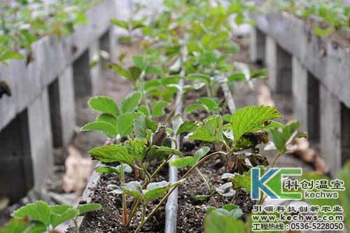 無土栽培，無土栽培技術，無土栽培設備