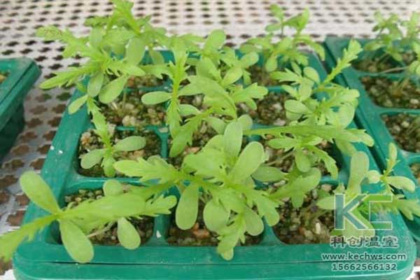 無(wú)土栽培，無(wú)土栽培技術(shù)，無(wú)土栽培設(shè)備