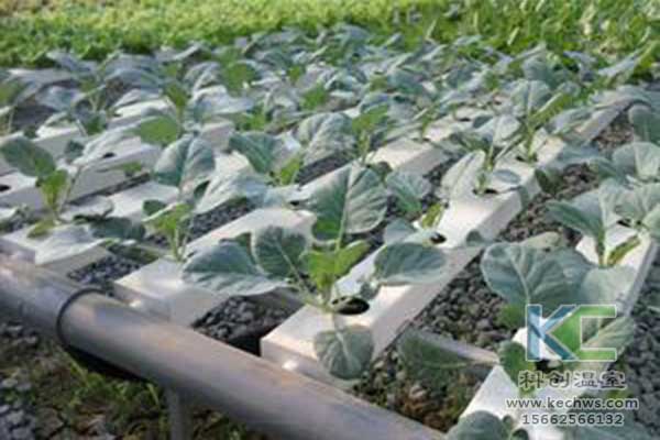 無土栽培，無土栽培技術，無土栽培設備