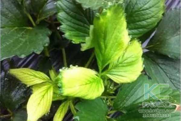 無土栽培，無土栽培技術