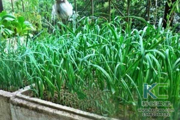 無土栽培，無土栽培技術(shù)，無土栽培設(shè)備