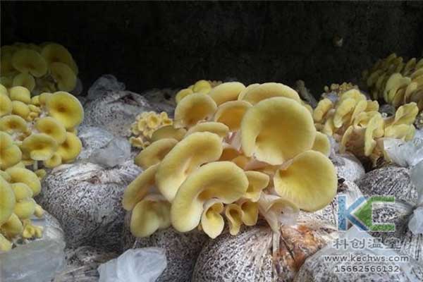 無土栽培，無土栽培技術，無土栽培設備