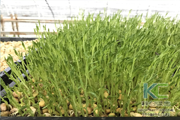 無土栽培，無土栽培技術，無土栽培設備