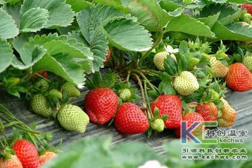 無土栽培，無土栽培技術，無土栽培設備