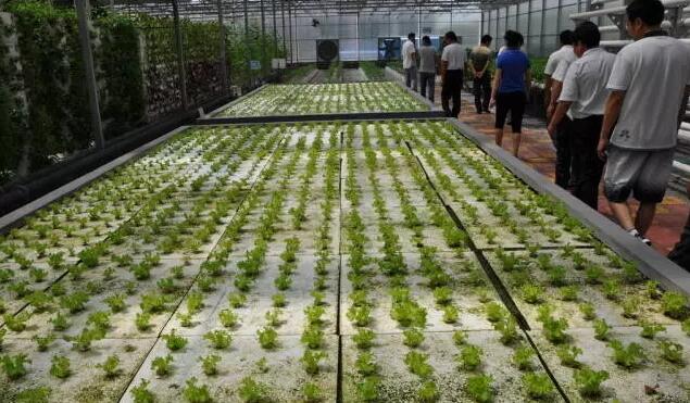 無土栽培，無土栽培技術，無土栽培設備