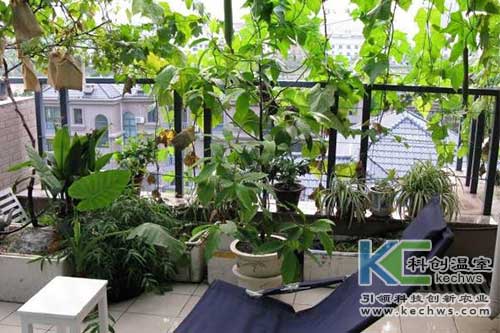 無土栽培，無土栽培技術(shù)，無土栽培設(shè)備