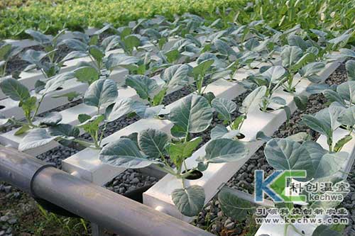 無土栽培,無土栽培技術,營養液膜無土栽培