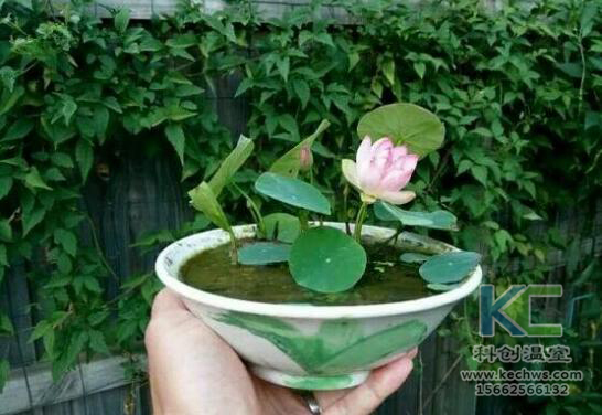 無土栽培，無土栽培技術，無土栽培設備