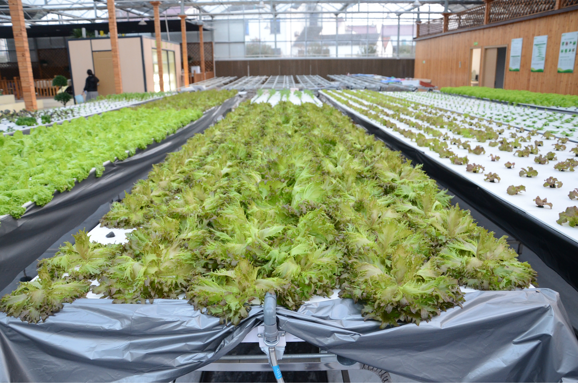 無土栽培,無土栽培技術(shù),無土栽培設(shè)備