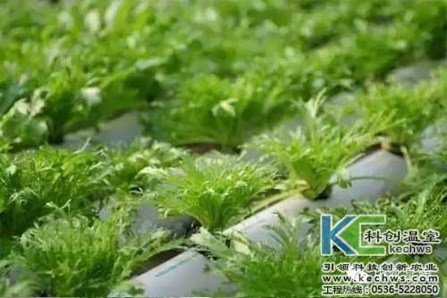 無土栽培，無土栽培技術，無土栽培設備