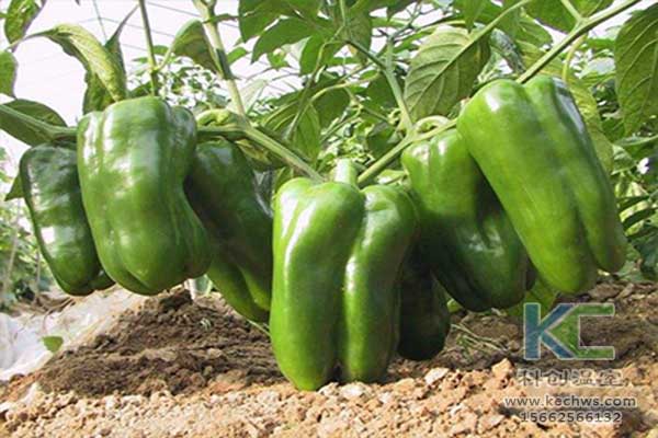 無土栽培，無土栽培技術(shù)，無土栽培設(shè)備