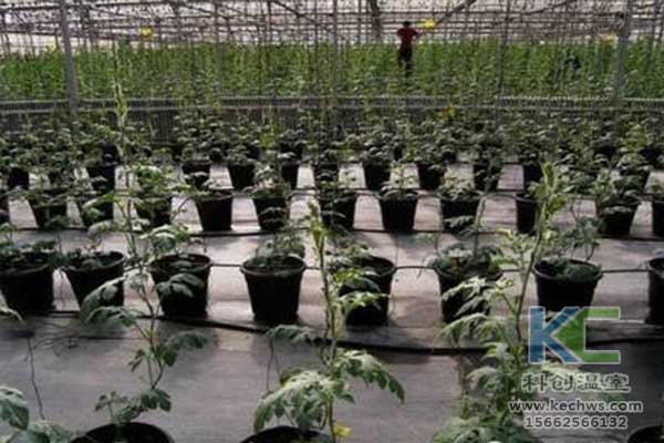 無土栽培，無土栽培技術(shù)，無土栽培設(shè)備