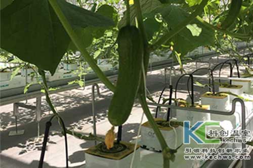 無(wú)土栽培,無(wú)土栽培技術(shù),成本