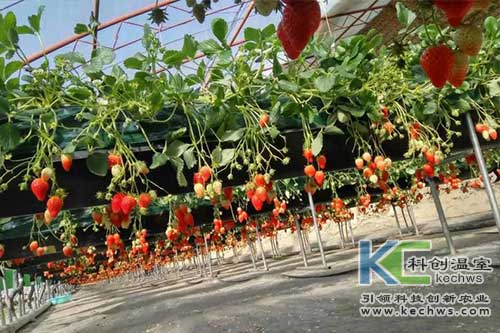 無土栽培,無土栽培技術,無土栽培設備