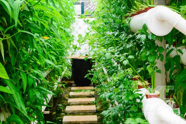 無土栽培，無土栽培技術