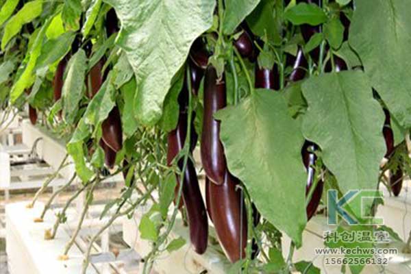 無土栽培，無土栽培技術，無土栽培設備