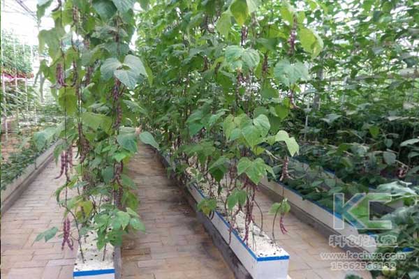 無土栽培，無土栽培技術，無土栽培設備