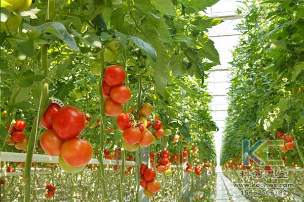 無土栽培，無土栽培技術