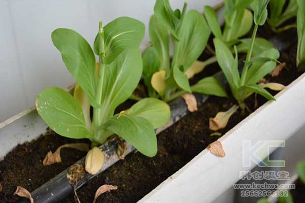 無土栽培，無土栽培技術，無土栽培設備